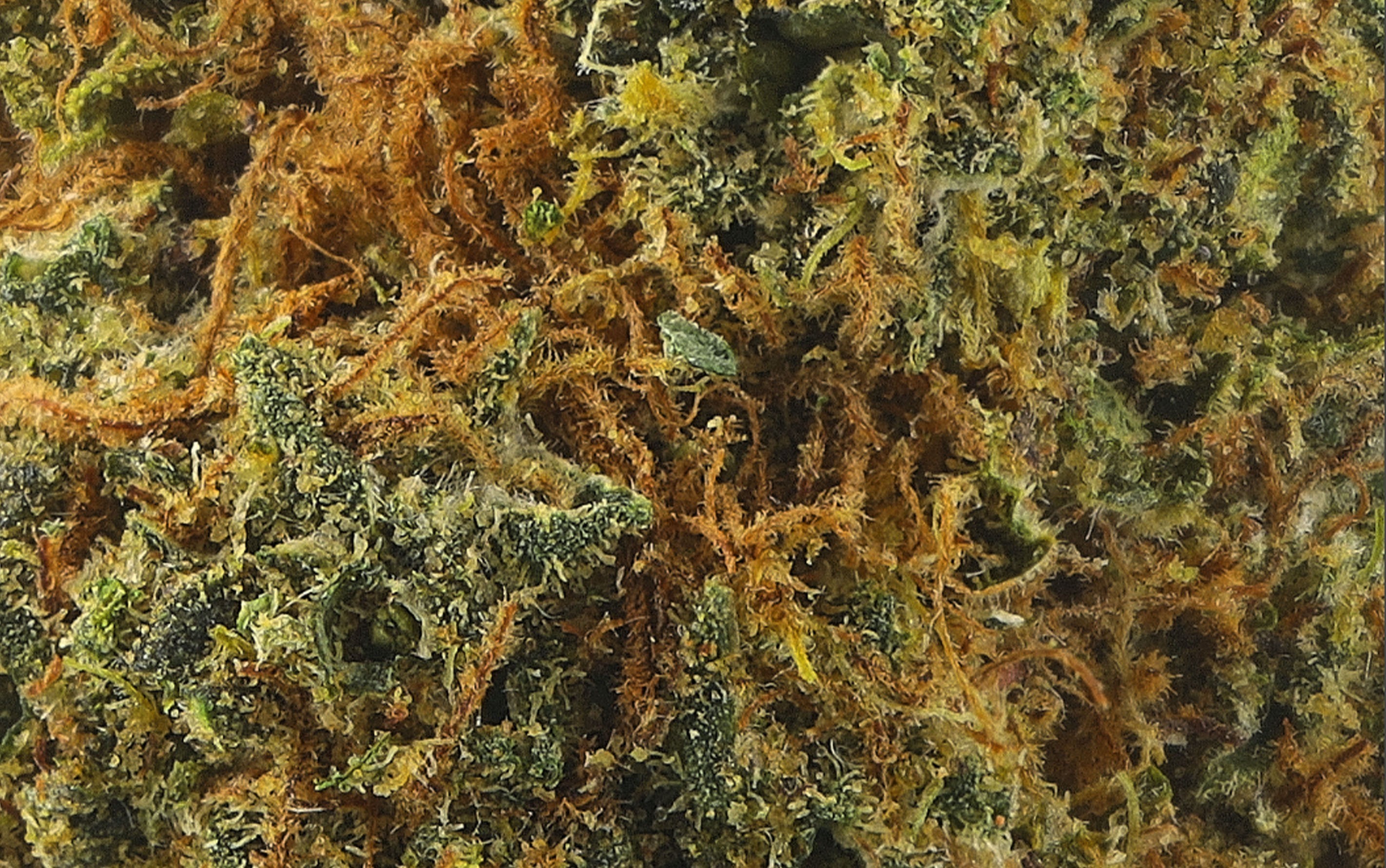 Blueberry - Fleurs CBD