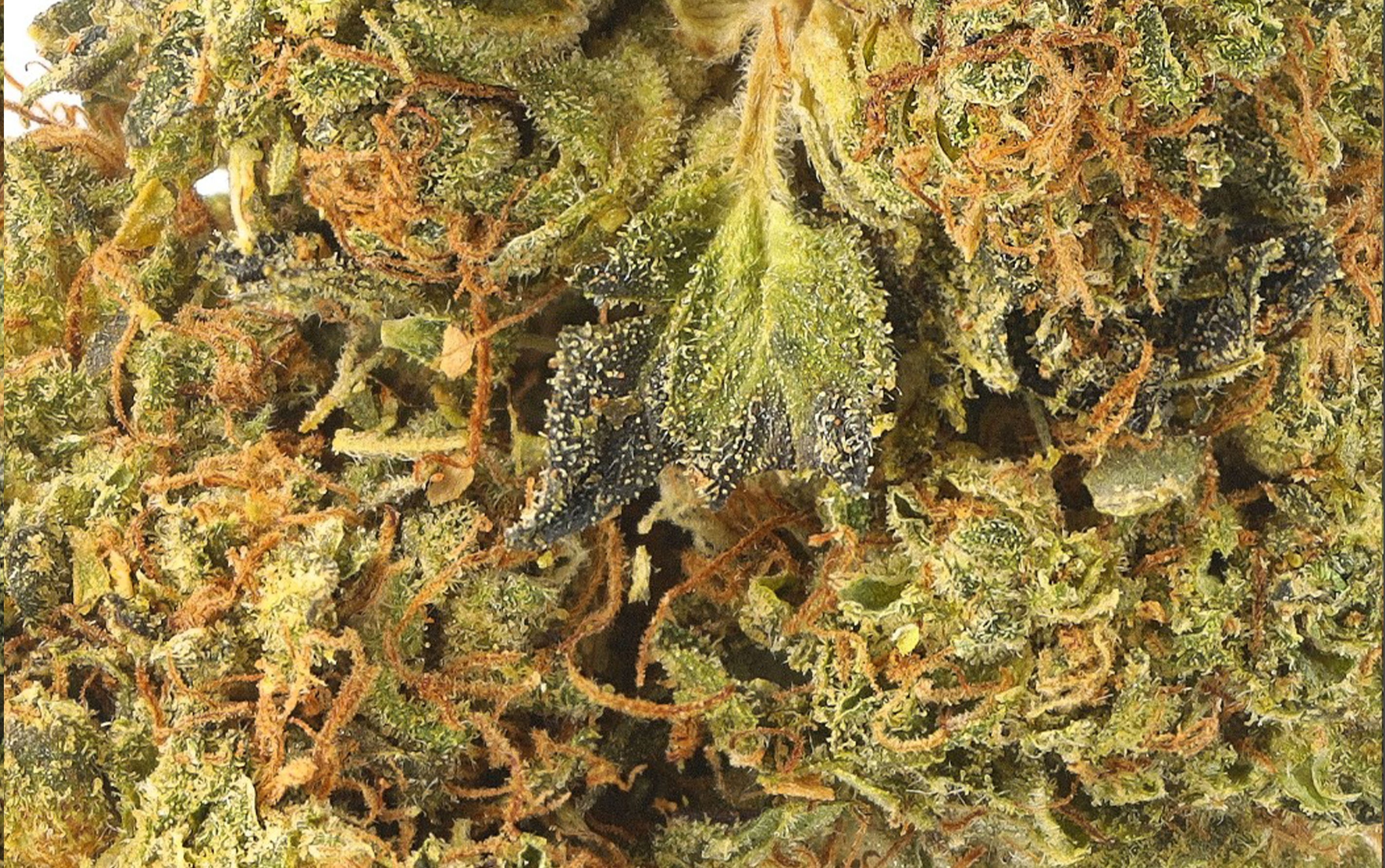 V1 Luxury - Fleurs CBD