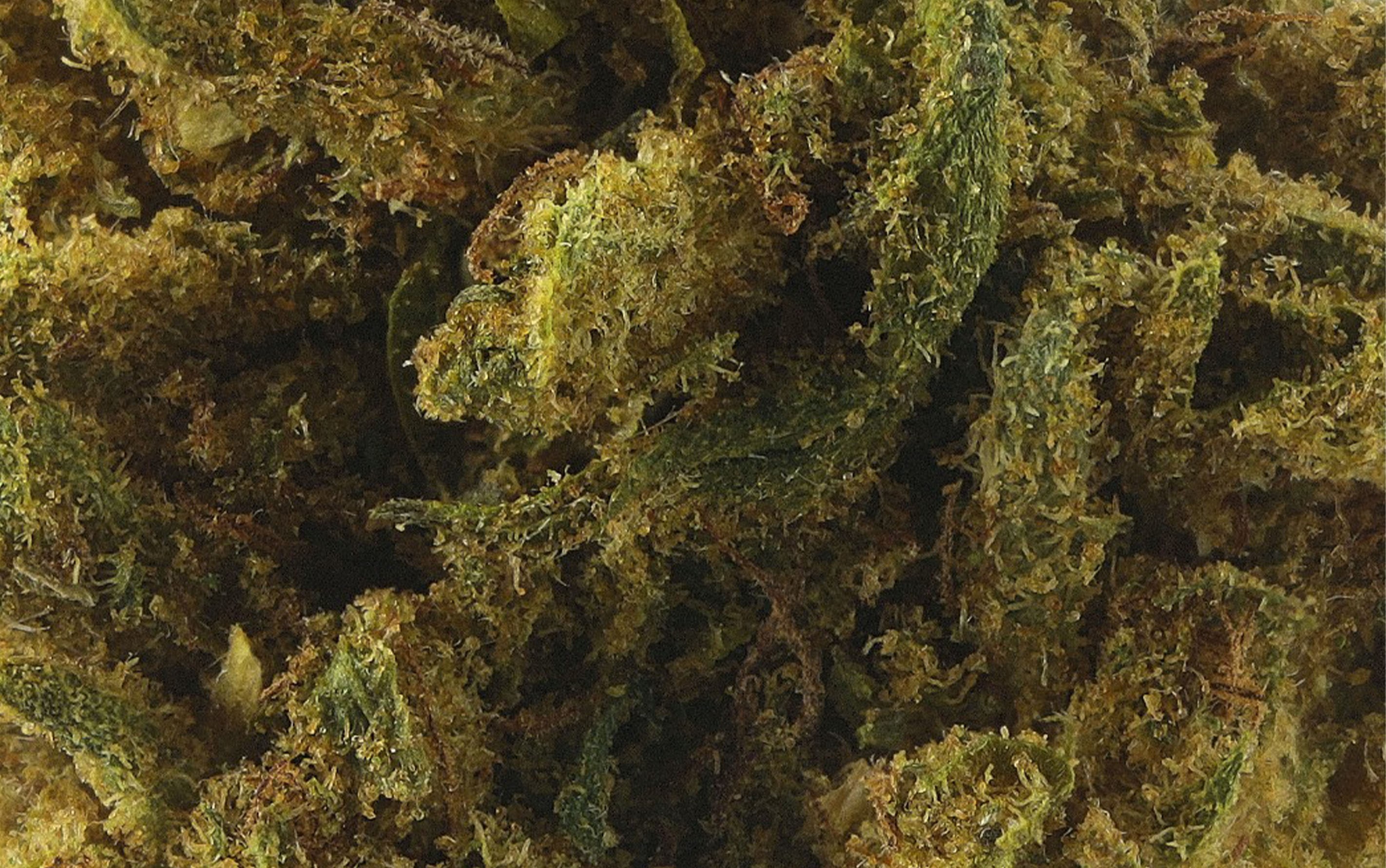 White Dawg Small Bud - Fleurs CBD