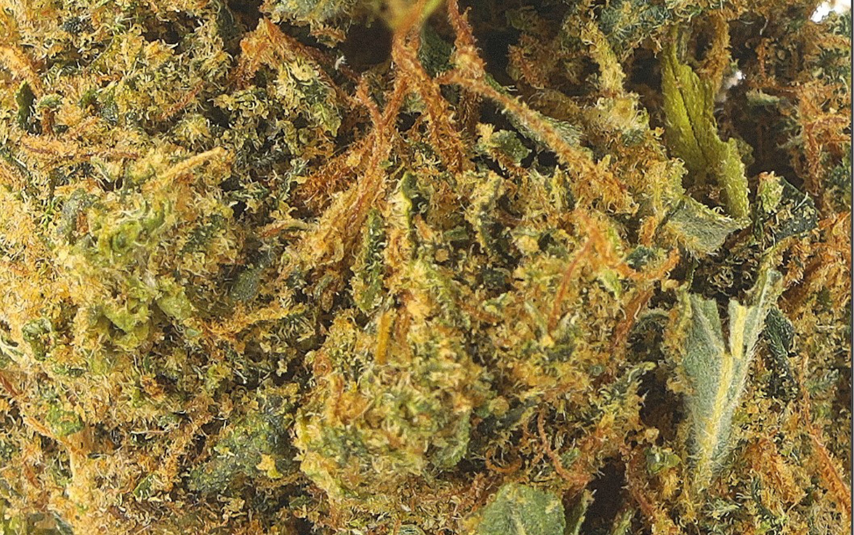 California Kush - Fleurs CBD