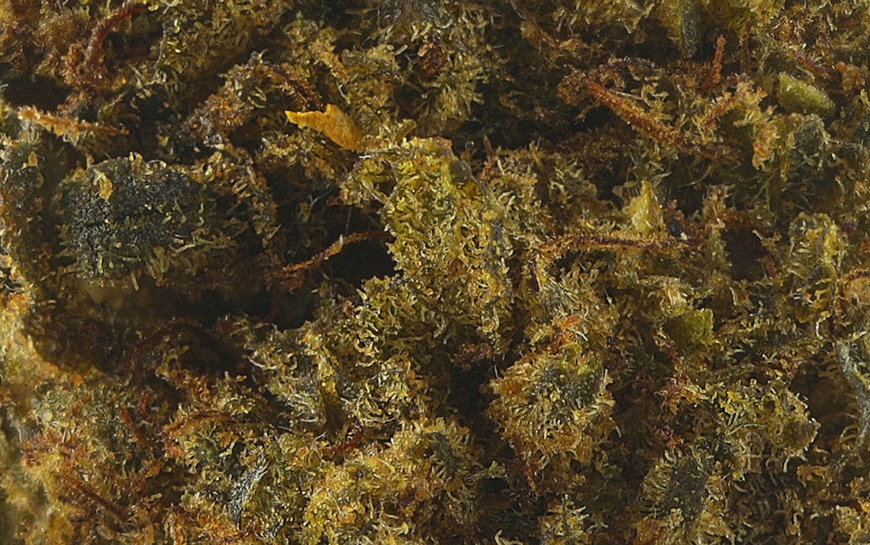 Power Gorilla Bomb – Fleurs CBD Small Bud