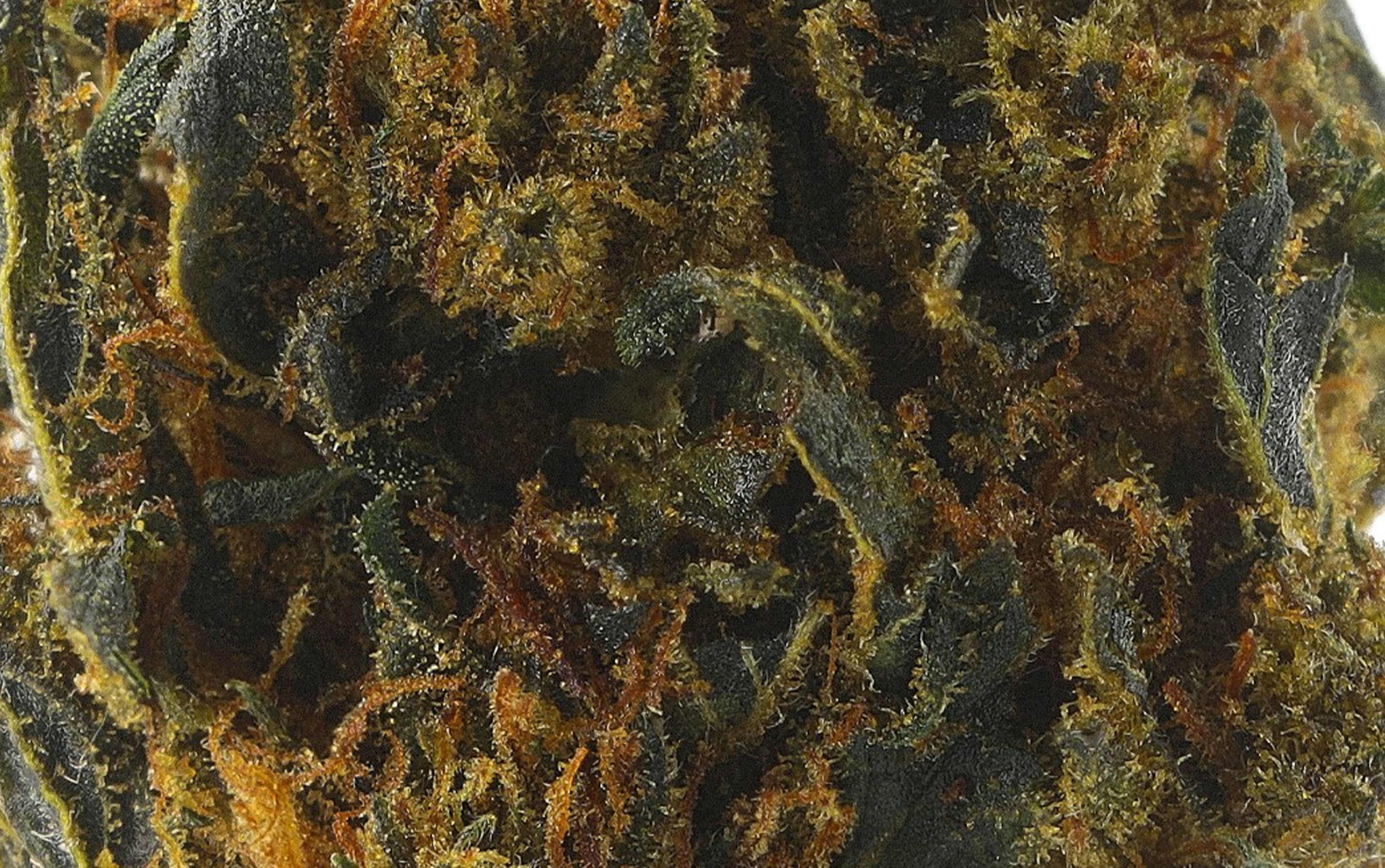 Power Asteroid OG – Fleurs CBD Small Bud