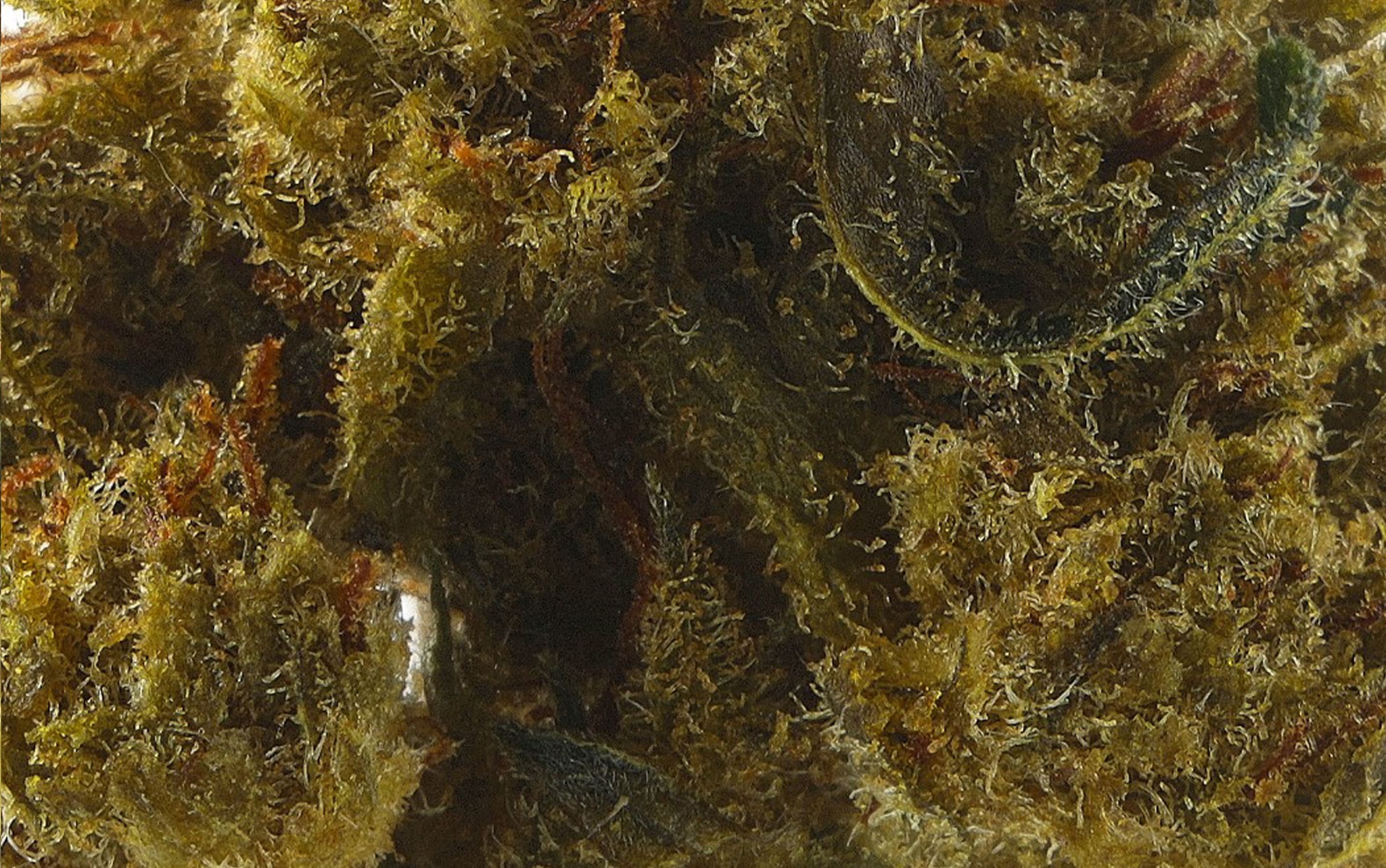 Power White Widow – Fleurs CBD Small Bud