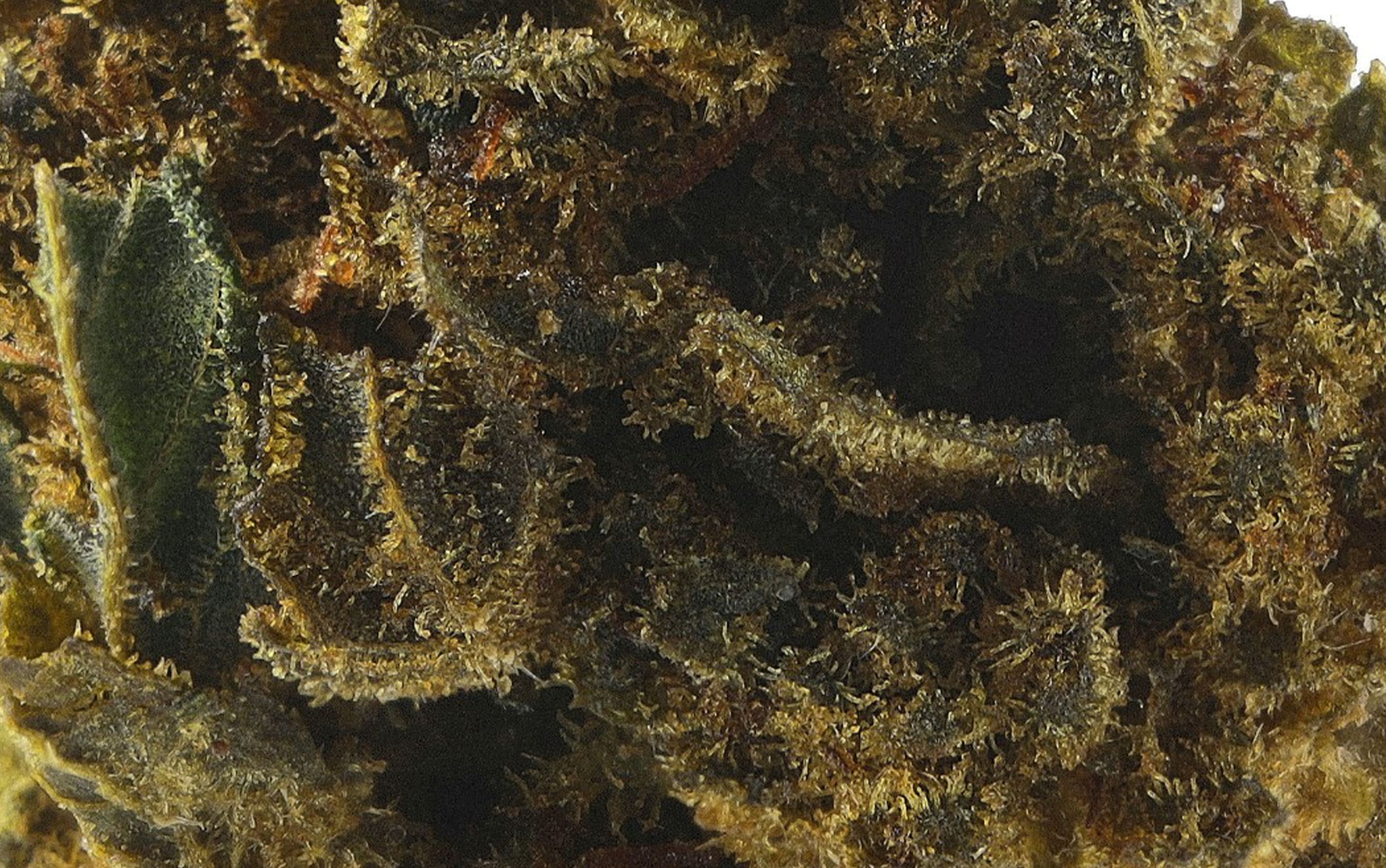 Power Thunder Kush – Fleurs CBD Small Bud