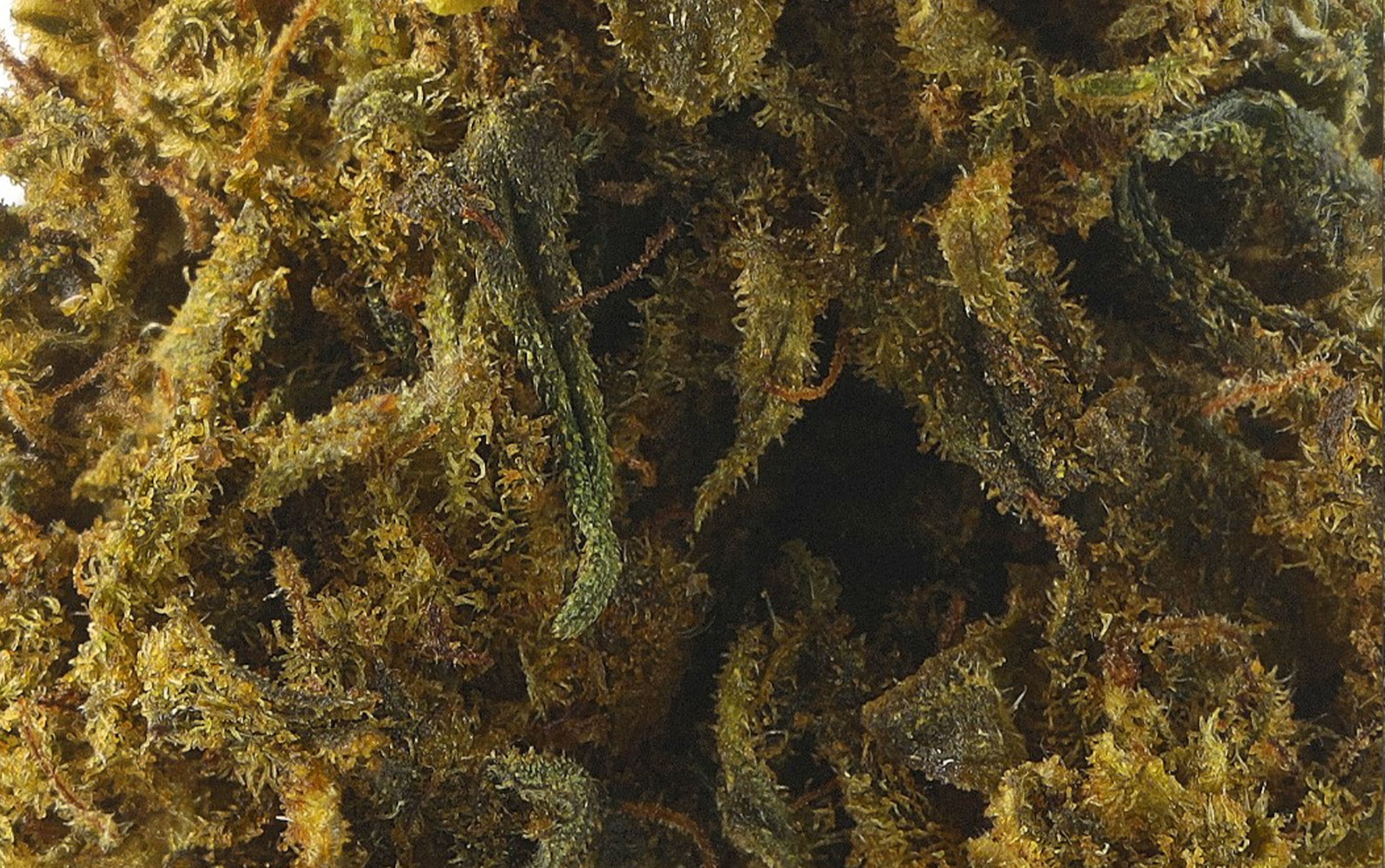 Power Ultra Skunk – Fleurs CBD Small Bud