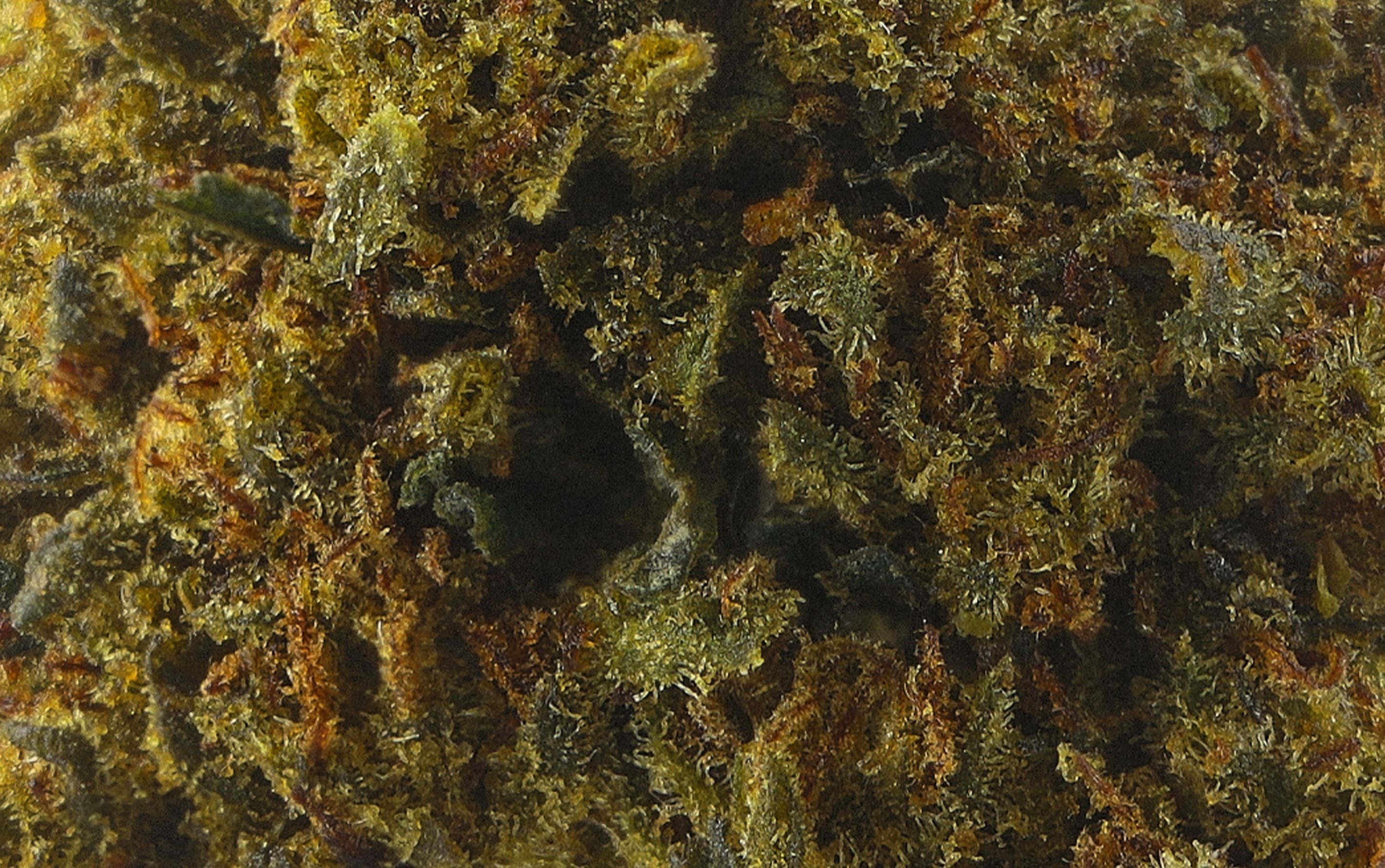 Power Nitro Diesel – Fleurs CBD Small Bud
