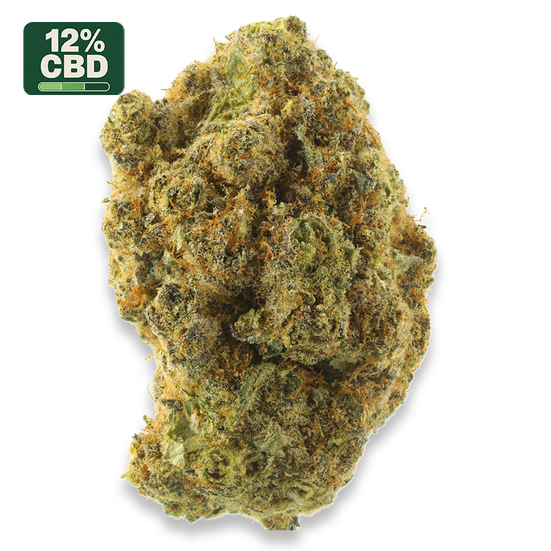Golden Cheese - Fleurs CBD