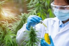 Le CBD et le THC