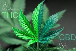 Le CBD vs le THC