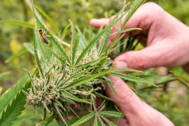 La récolte de cannabis au Maroc